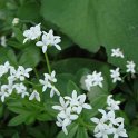 Asperula odorata fleur
